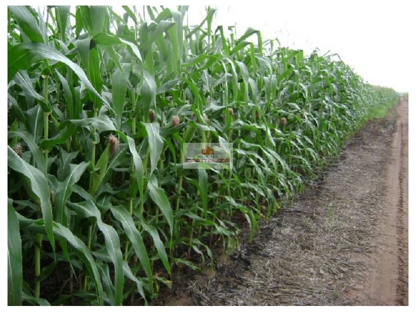 Fazenda-Sítio-Chácara, 1 hectares - Foto 3