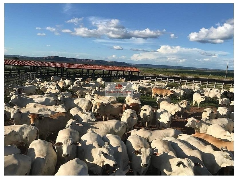 Fazenda à venda, 8900m² - Foto 1