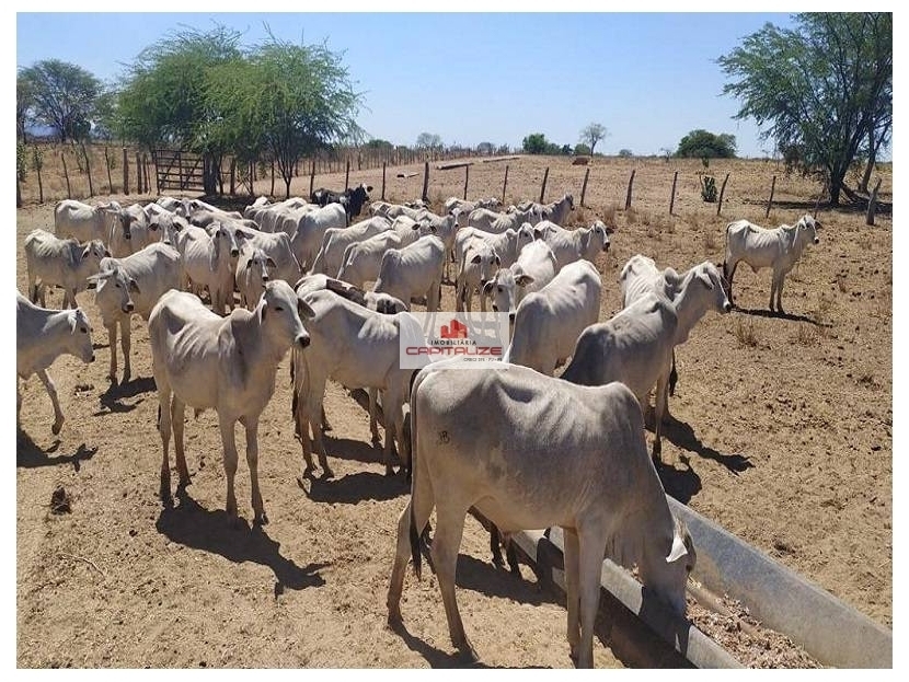 Fazenda, 3 hectares - Foto 1