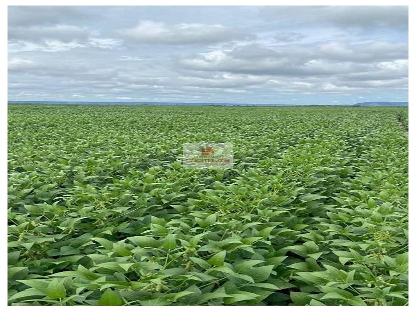 Fazenda, 4700 m² - Foto 3