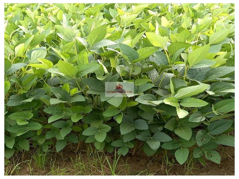 Fazenda, 3 hectares - Foto 2