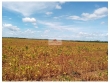 Fazenda com 2256 hectares, com 1.200 hectares desm