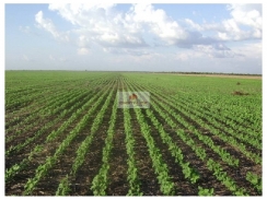 Fazenda com 3000 hectares, bruta, plana, aptidão para o cultivo de soja