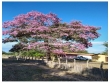 Fazenda com 600 hectares, com 400 hectares de capi