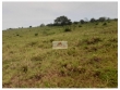 Fazenda na região de Guaraí - TO, com 17300 hectar