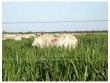 Fazenda com 10300 hectares, com 200ha de pastos di