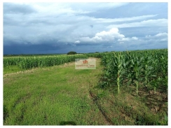 Fazenda na região de Viseu-PA, com 25.000 hectares, dupla aptidão