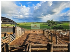 Fazenda na região de itupiranga-PA, com 9.680 hectares, com 6.770 hectares de pasto (80% agricultável)