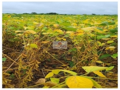 Fazenda com 2.200 hectares, dupla aptidão, com 650 hectares em cultivo de soja, 200 hectares em pasto