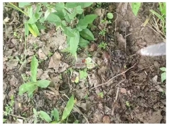 Fazenda com 2.550 hectares, dupla aptidão, própria para o cultivo de grãos, chuva mínima de 1500mm