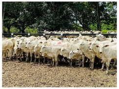 Fazenda com 34000 hectares, na região de Alta Floresta, com sede completa