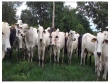 Fazenda com 2400 hectares, com 700 hectares de pa